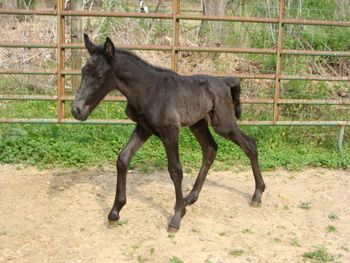 He's Ebony And Ivory X Go-Boys Priddy Stormy 2011 Colt SCF Moonlites Nite Storm Congrats to the Creech family of Cumberland, KY, on this awesome black colt!
