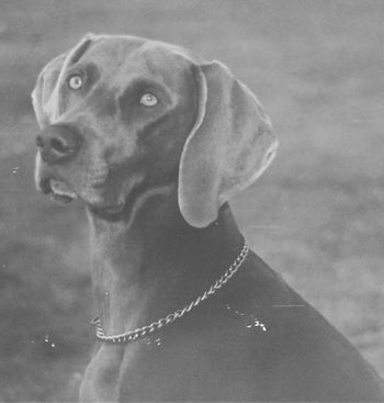 AUSTRALIAN OBEDIENCE CHAMPION Waldwiese Gypsey Rose CD CDX UD TD TDX 'Gypsey' Gypsey was a full litter sister to Ginja and was owned and trained by Tracey Jellesma. Both Ginja and Gypsey obtained their AOC titles within weeks of each other. A pair of truly remarkable sisters.
