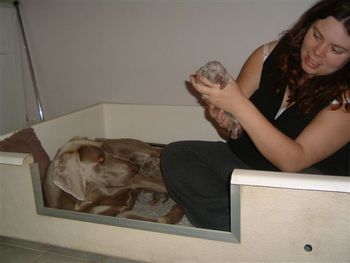 Claire in welping box with Faith and her babies.
