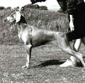 Dual Champion Waldwiese Ginja Jones CD CDX UD TD TDX ET S: Ch Lindridge Wakefield D: Ch Waldwiese Classic 05/03/88 - 27/01/01 A truly great ambassador for the breed 'Ginja' was an outstanding example of the breed, winning many In Group & In Show awards. She was the first, and to date the only, Dual Champion Weimaraner bitch in South Australia. Litter sister Waldwiese Gypsey Rose ( P & T Jellesma) also achieved her obedience championship. 'Ginja' was my 'once in a life time' dog. Not only did she win consistently in the show ring (over 1000 CC points) but she achieved the highest awards in obedience and tracking. 'Ginja' was Claire's teacher in the show ring and her faultless temperament earned her many friends. A truly GREAT dog. Some of her major wins include 1993 Top Showing Gundog Bitch Top Obedience Bitch Top Open Gundog Top Tracking Bitch Weimaraner Club of SA Top Showing Weimaraner Dual Purpose Bitch Trophy 1994 Best of Breed - Adelaide Royal All Breeds R/U Best In Show 1995 Weimaraner Club of SA Bitch CC & R/U Best In Show 1996 South Australian Obedience Dog Club Top Dog of the Year 1997 Weimaraner Club of SA Top Obedience Dog 1998 Weimaraner Club of SA Top Obedience Dog
