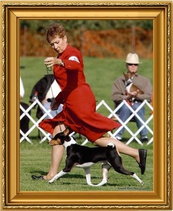 MBIS/MBISS Am/Can/Intl/UKC Ch, AKC GCH AB-Rafiki The Icon Of Cool SDHR (BCOA Nationals 2010)
