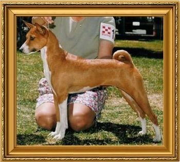 BISS CH Zuri's Obviously Maggli SC FCH (BISS Basenji Club of Northern California Specialty 1995)
