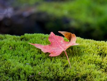 Autumn Leaf on Moss
