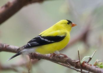 Yellow Finch
