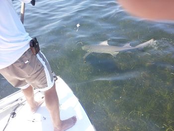 A nice shark caught out of Steinhatchee Florida June 2012
