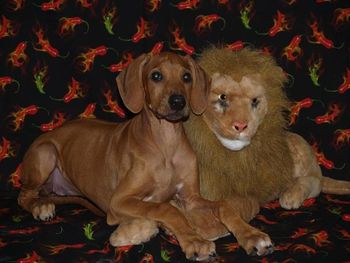 Our lion hound
