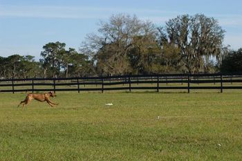 Lilly doing lure coursing, just practice. First time trying it.

