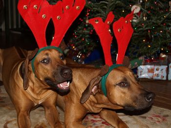 MERRY CHRISTMAS FROM TUCKERRIDGE Lilly 3 years and Roxy 7mos. Roxy is on the left.
