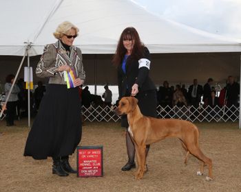 Penny's 3rd Major win for 5 points and 1st time winning Best Of Breed in Brooksville FL 2018
