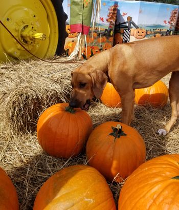 This pumpkin is yummy and a good chew toy
