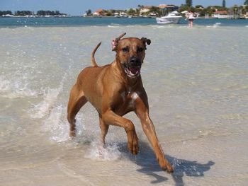 Lilly having a blast at the beach in Sunny Sarasota FL 3-09
