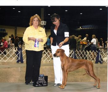 Earning her First 3 Point Major in Palmetto FL at the St. Petersburg show June 17, 2012 Thank you Judge Mrs. Elaine E. Mathis! Was so Excited for our girl! She was hot stuff!
