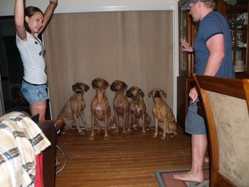Wow we got all the pups and mom together, and Sadie had to be in on it too she is the one one the far right LOL Yeah she thinks she is a ridgeback too. : )
