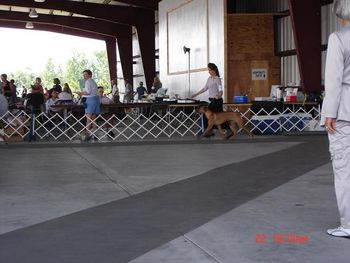 Lilly's very first show in Zolfo Springs FL April 2006
