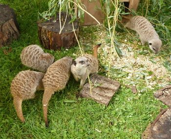 I was so happy to see some meerkats on display at the show....

