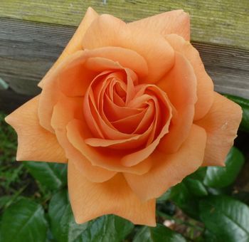 Indian Summer - A deep apricot rose with a rich, sweet perfume...
