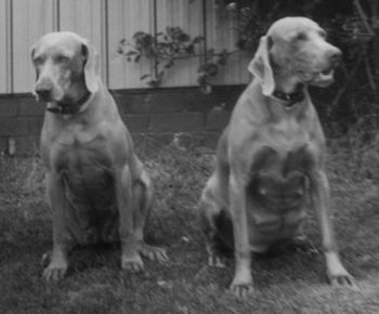 Tara & Callie (Grauhund Hi Calypso) ~ 1988...
