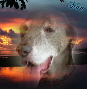Our sweet boy - always remembered with love xx
