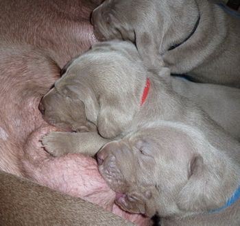 Oska/Bree pups - 15 days old..December 2011...

