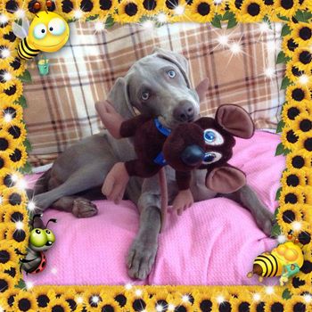 Chardy with her favourite toy Ratsy !
