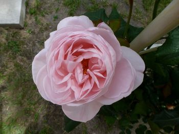 Nahema - a climbing rose with delicate almond/pink tones..huge perfume of citrus, peach, apricot, pear & rose...
