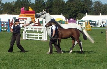 A mare & foal at foot being shown...
