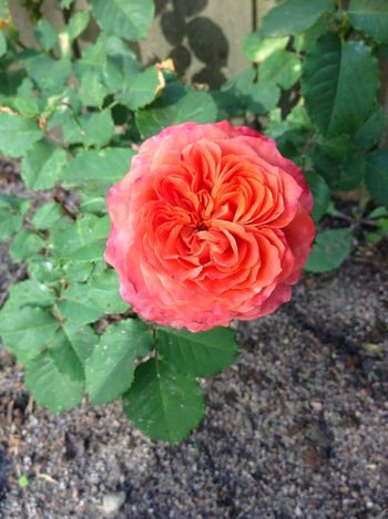 Emilien Guillot -  Red to orange, single, fragrant perfume of apricot, rose & white pepper.
