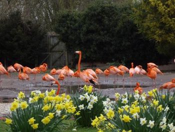 The gorgeous flamingos...

