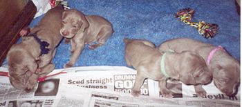 Demi/Indy pups @ 4 weeks old...March 2001
