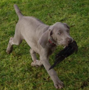 Bree showing early retrieving potential @ 7 weeks old...August 2007
