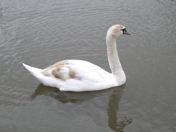 One of my favourite photos of a beautiful swan...
