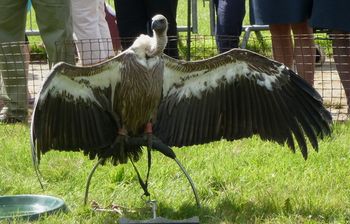 A vulture...
