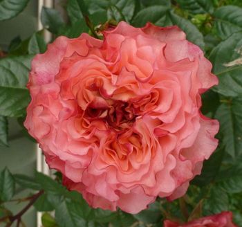 Augusta Luise ~ Large, fragrant rose with 'Olde Worlde' blooms.

