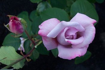 'Lady X' - Long perfect buds of pale lilac on an almost thornless stem makes this rose very popular for floral work. An excellent cultivar with about 35-40 petals.
