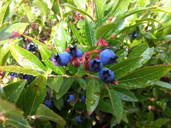 It's blueberry season! Perfect afternoon walk snack :)
