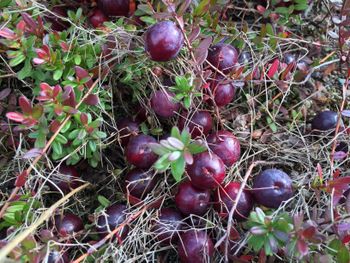 The cranberry fields are planted in bogs, and the berries themselves form under the low growing plants.

