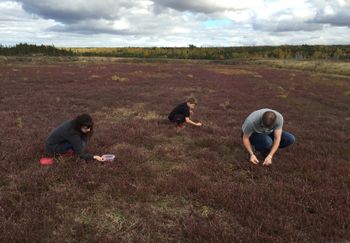 We went cranberry picking!
