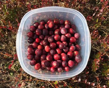 A sample of our harvest! Tonight, we'll enjoy orange cranberry muffins, and tomorrow, they'll be part of our Thanksgiving feast.
