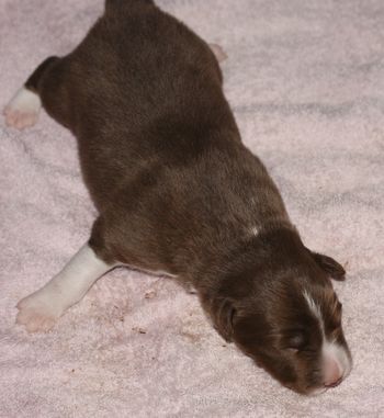 Chocolate & White male pup
