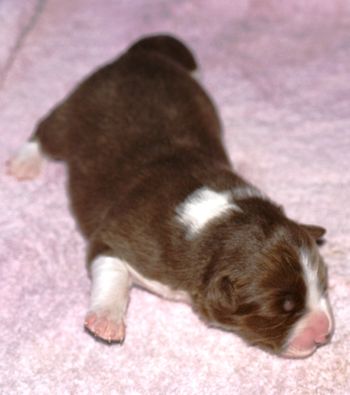 Chocolate and white male pup
