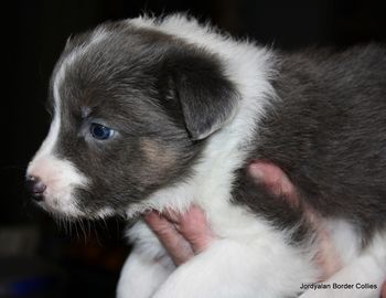 "Cleo" ~ Four Weeks Old.
