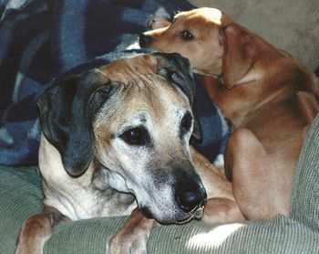 Two days before she passed at 15+ years, Aly was still training rescue puppies.
