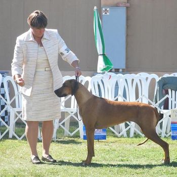 1st Place Field Champion at the Rhodesian Ridgeback National Specialty 2010
