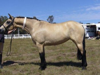 MCM Keesje 2005 Friesian X mare. (Colonel Wicked X Yldau). Keesje is back with Kelly for awhile, perhaps little hooves are in the making! Keesje lives in QLD.
