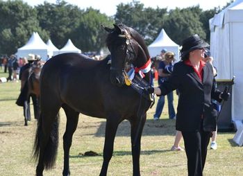 MCM Ramke 2009 Moriesian gelding. (Eitsje X Mountain Crk Crown Jewel). Michelle is over the moon with Ramke. Here he is as a 2yo at his first show which was the 2012 Royal Melbourne. Awesome result, so proud of these two. Ramke lives in Vic.
