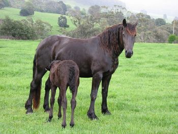 2002 - MCM Meisje (with MCM Quatro) by Othello S (Friesian). Retained by MCM

