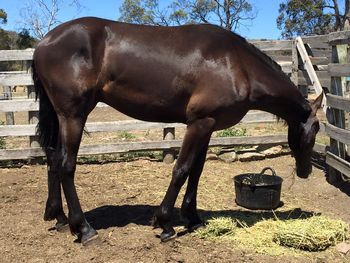 MCM Xavier (2014) Ietsje from MCM X The Carrock Xylona. Friesian X gelding. Only just arrived at his new home,  now living in Tasmania

