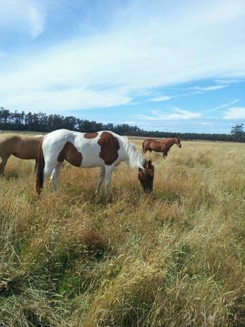 MCM Matilda 2010 Morgan filly Matilda is in the background. (Red Bluff Mesmeric X MCM Morgana Beau). Jacque reports that Matilda has settled in very well, and she's very happy with her. Matilda lives in Tasmania.
