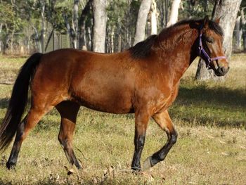 MCM Kia Ora 2010 Morgan filly. Mt Tawonga Tarraji X Mt Tawonga Linda. Kia Ora now lives in QLD with John & Kelli. Kia Ora has been purchased back by MCM, looking forward to a foal or two in the future. She will also be representing Morgans and MCM at Equitana 2021
