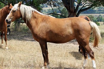 2013 - MCM Alliyah.  Palomino  Morgan filly by Baptiste Levis Strauss.
